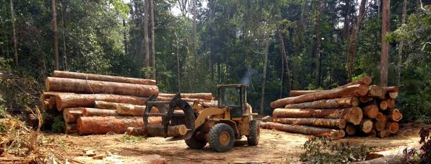 Professional Tree Care in Westminster, TX