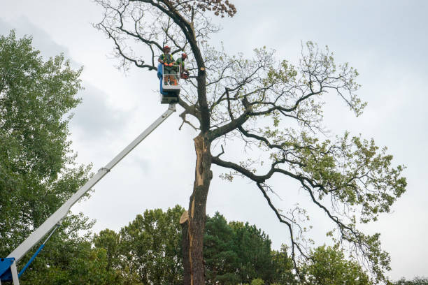 Best Tree Disease Treatment  in Westminster, TX