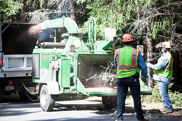Best Fruit Tree Pruning  in Westminster, TX