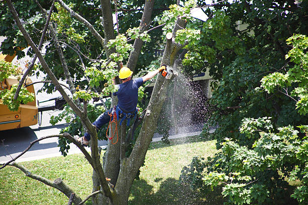 Best Leaf Removal  in Westminster, TX