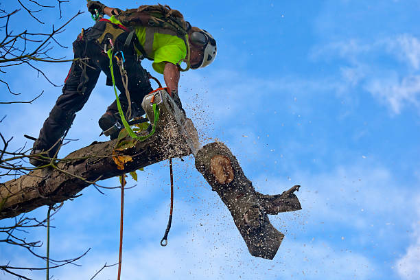 Best Soil Testing and Treatment  in Westminster, TX