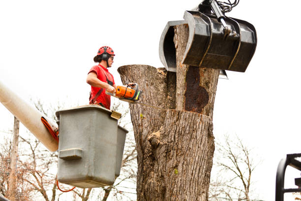 Best Seasonal Cleanup (Spring/Fall)  in Westminster, TX
